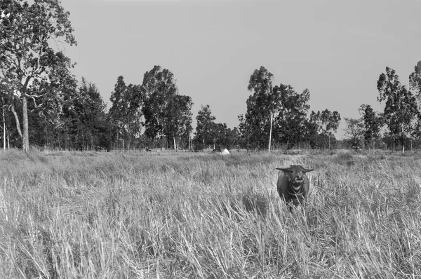 Monochrome Photo Asian Buffalo Standing Dry Grass Outdoors — Stock Photo, Image