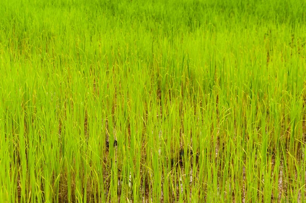 green growth rice on farm of Thailand as background