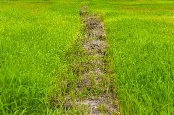 green growth rice on farm of Thailand as background