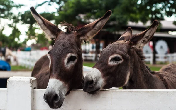 two donkeys behind white wooden fence in zoo