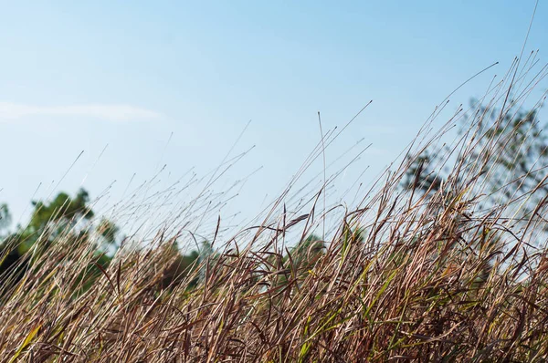 Tall Dry Grass Blue Sky Background — Stock Photo, Image