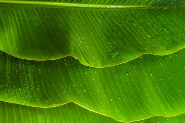 Текстуровані Зелені Листя Банана Фон — стокове фото
