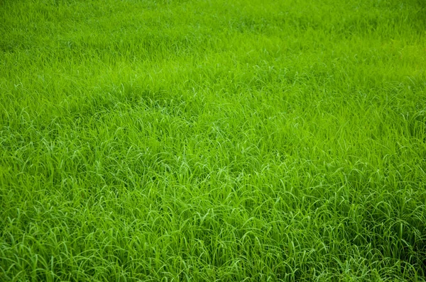 Riso Verde Crescita Azienda Della Thailandia Come Sfondo — Foto Stock