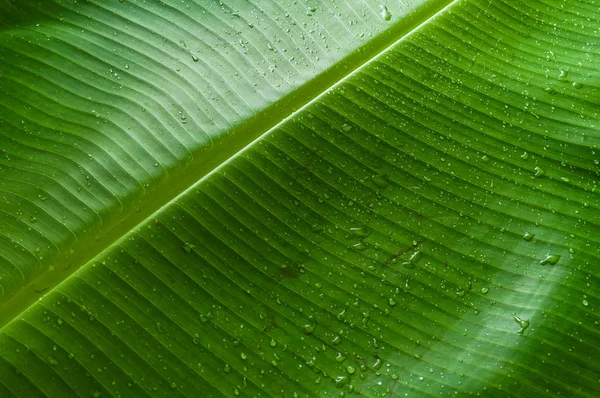 Texturiertes Grünes Bananenblatt Mit Wassertropfen Als Hintergrund — Stockfoto