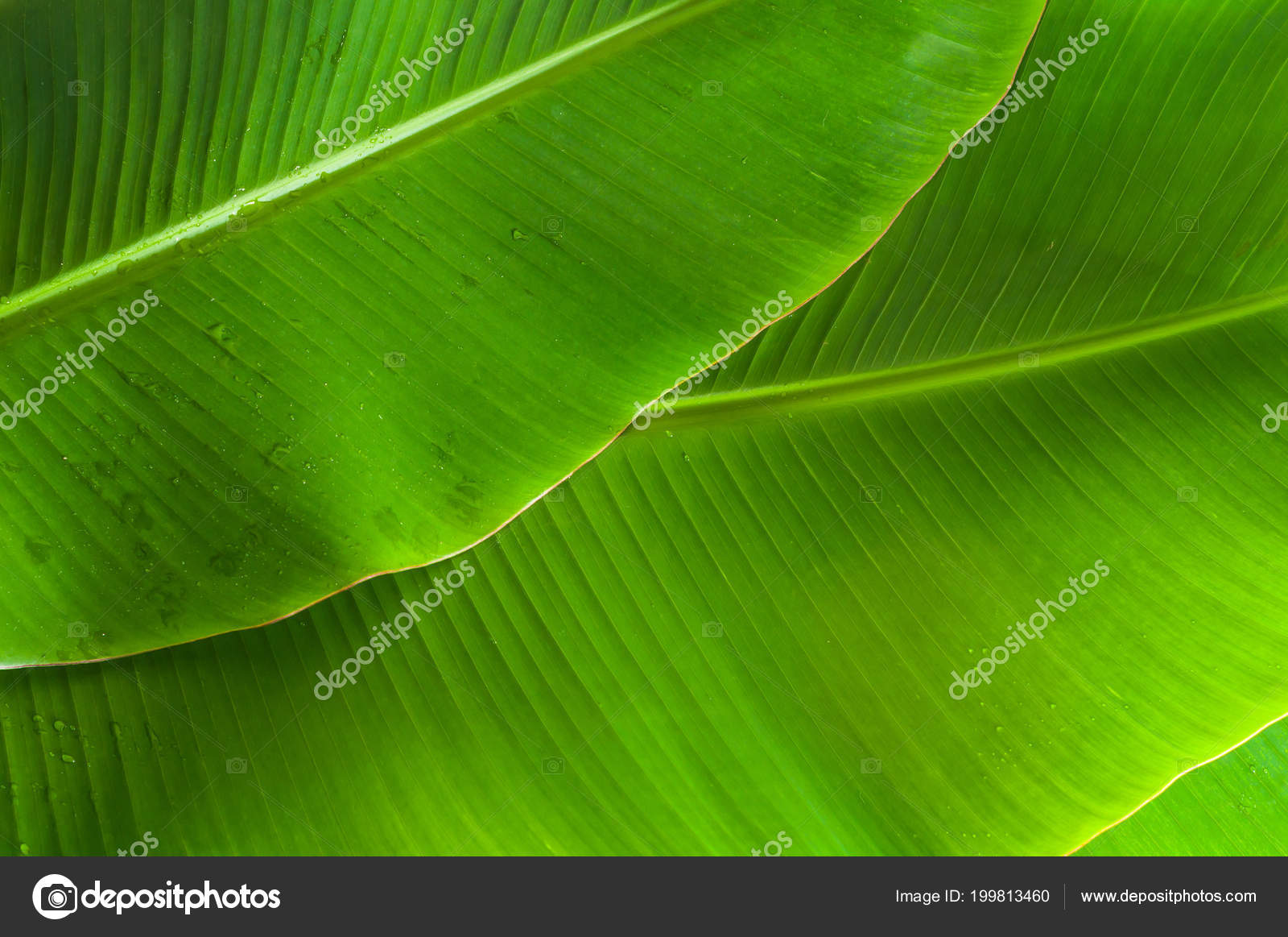 Textured Green Banana Leaves Background Stock Photo by ©gluber 199813460