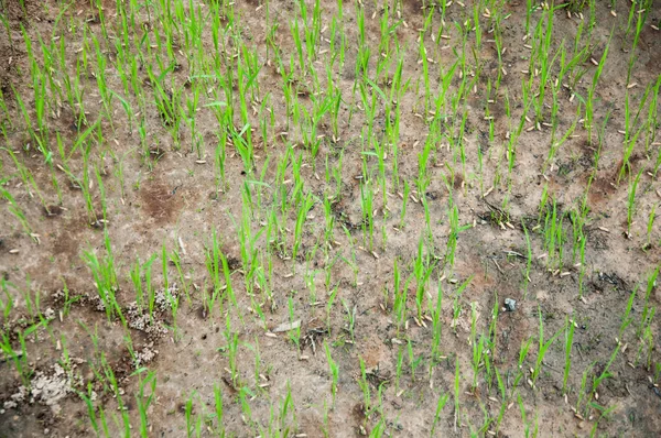 Крупним Планом Зелене Рисове Поле Грунті — стокове фото