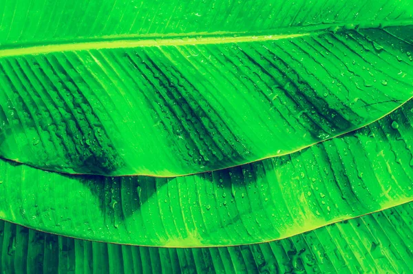 Feuilles Bananes Vertes Texturées Comme Fond — Photo