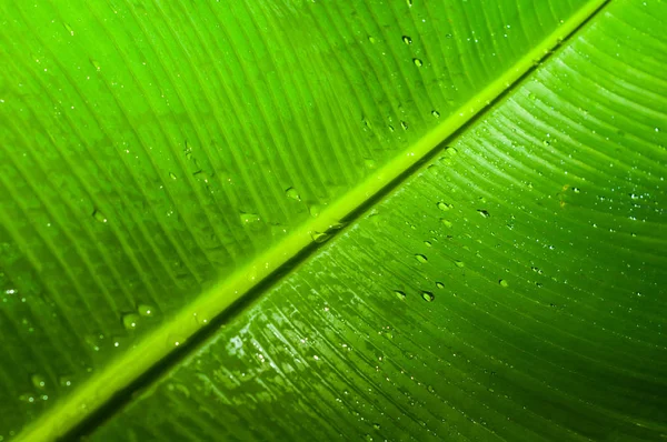 Texturiertes Grünes Bananenblatt Mit Wassertropfen Als Hintergrund — Stockfoto