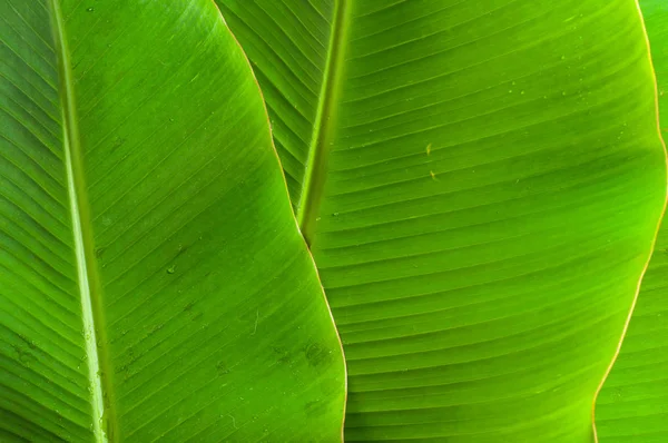 背景として質感のグリーン バナナを葉します — ストック写真
