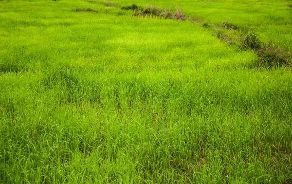 Зелений Зростання Рису Фермі Таїланду Тло — стокове фото