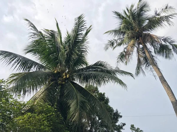 Mavi Gökyüzü Arkaplanında Yeşil Palmiye Yaprakları — Stok fotoğraf