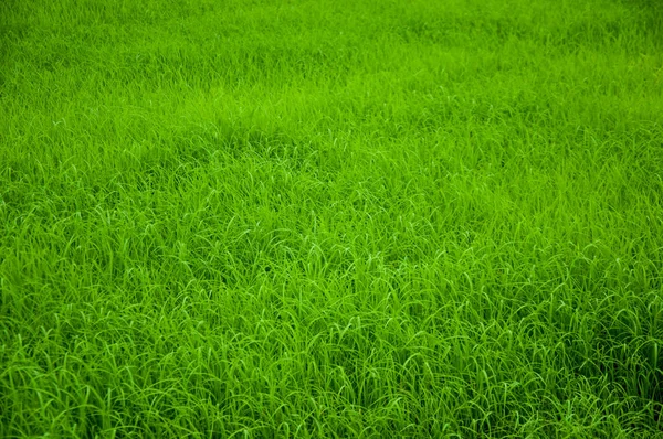 Green Growth Rice Farm Thailand Background — Stock Photo, Image