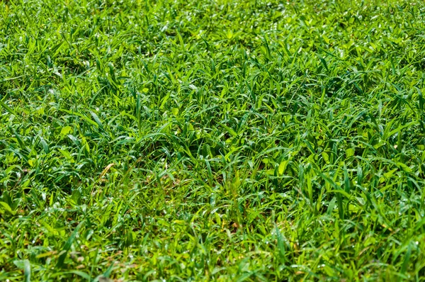 Hierba Verde Vacía Como Fondo —  Fotos de Stock