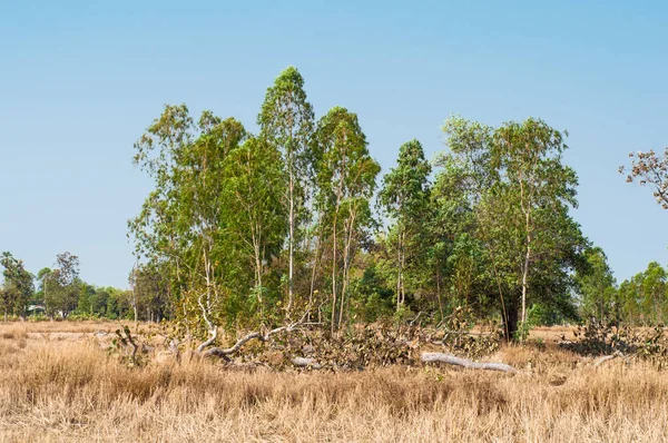 Dry Meadow Trees Blue Sky Background — Stock Photo, Image