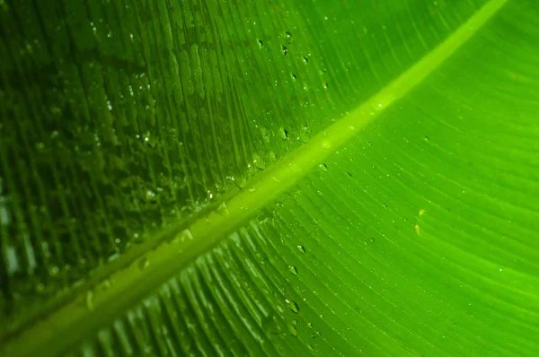 以水滴为背景的纹理绿色香蕉叶 — 图库照片