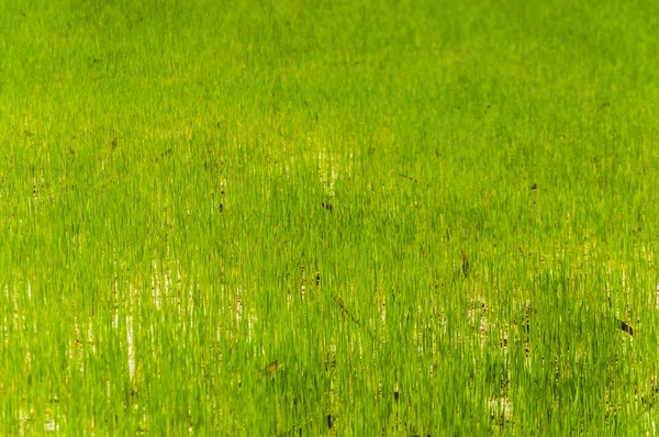 Зелений Зростання Рису Фермі Таїланду Тло — стокове фото