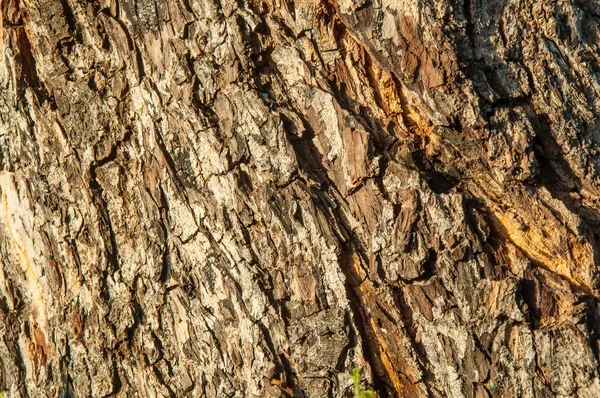 Textured Surface Tree Bark — Stock Photo, Image