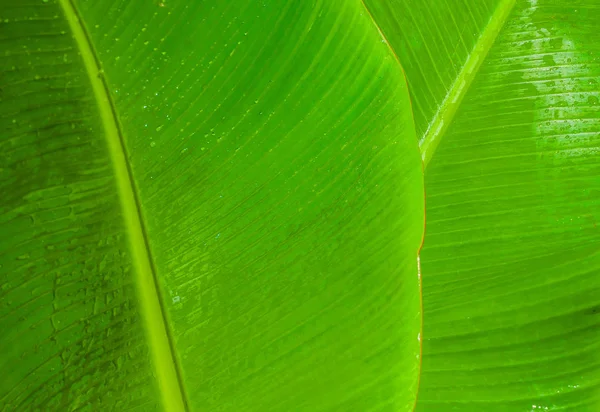 Mintás Zöld Banánlevél Háttereként — Stock Fotó