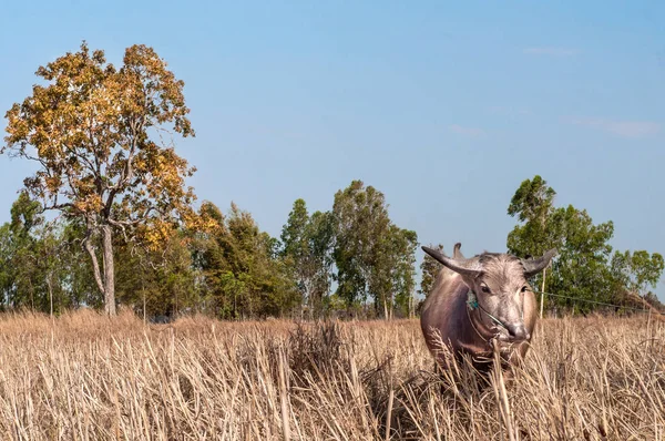 Asian Buffalo Standing Dry Grass Outdoors — Stock Photo, Image