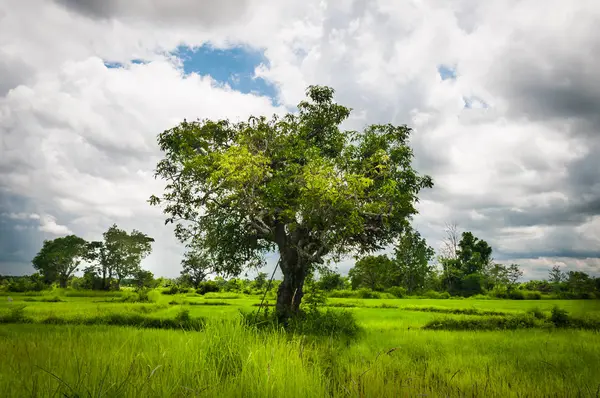 Green Rice Field Trees Cloudy Sky Background — Stock Photo, Image