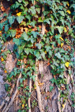 Ivy ağaç gövdesi üzerinde arka plan