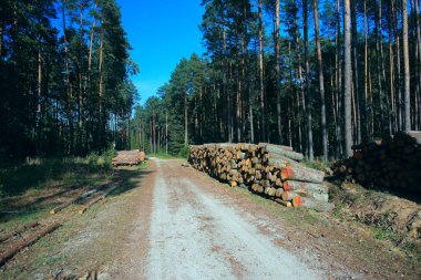 ormanda kereste stokunun