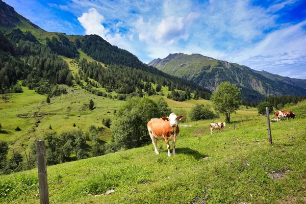 Βοοειδή Στην Κοιλάδα Rauris Ψηλά Tauern Βουνά Στην Αυστρία Μεγαλύτερη — Φωτογραφία Αρχείου