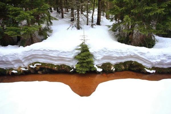 Сосна Покрытая Снегом Краю Ручья Горном Лесу — стоковое фото