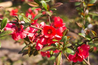 Bahçedeki çin ayva ağacının koyu kırmızı çiçeği