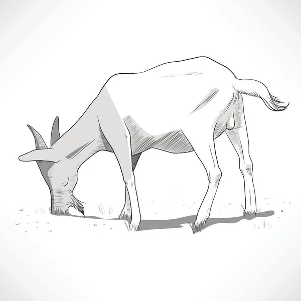 Handgezeichnete Schwarz Weiße Lineare Illustration Einer Ziege Die Weidet — Stockvektor
