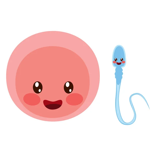 Eicellen en sperma — Stockvector