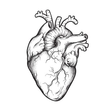 İnsan kalbinin anatomik elle çizilmiş çizgi roman ve dotwork. Dövme veya baskı tasarımı vektör çizim flash