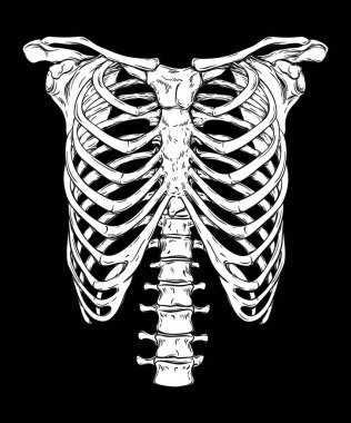 İnsan göğüs kafesi el hat sanatı anatomik çekilmiş. Beyaz arka plan siyah vektör çizim üzerinde. T-shirt veya halloween kostüm için baskı tasarımı