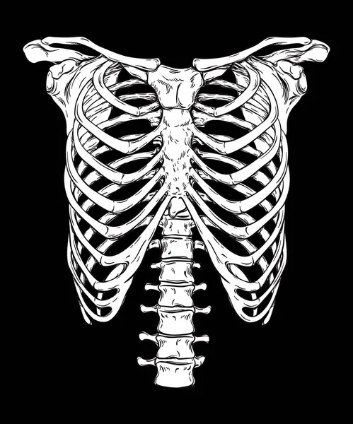 Linha Desenhada Mão Caixa Torácica Humana Arte Anatomicamente Correta White — Vetor de Stock