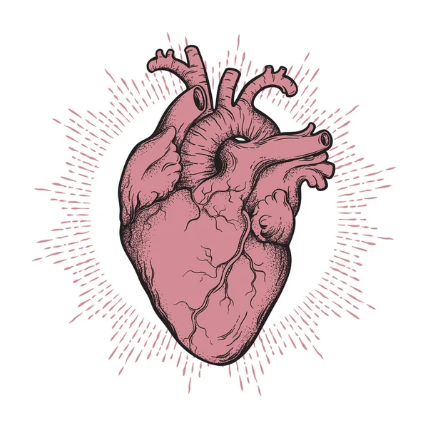 人的心脏解剖正确的手画线艺术和 Dotwork 闪光纹身或印刷设计矢量插图 — 图库矢量图片