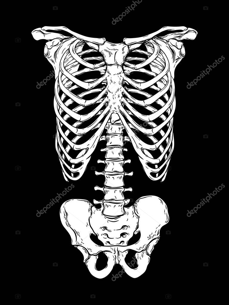 Human ribcage hand drawn line art anatomically correct. White over black background vector illustration. Print design for t-shirt or halloween costume.