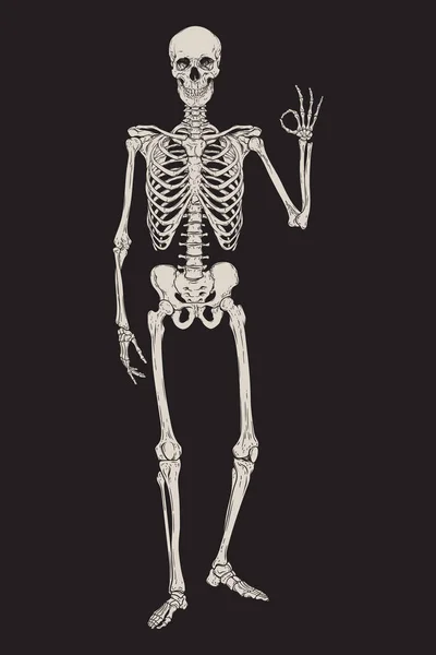 Esqueleto humano posando isolado sobre a ilustração do vetor de fundo preto. Placa de estilo gótico desenhado à mão, cartaz ou design de impressão . — Vetor de Stock