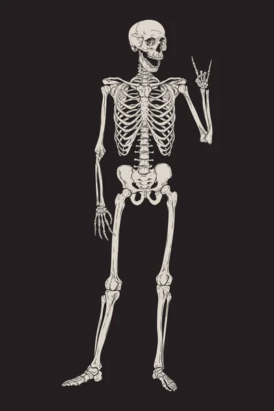 Esqueleto humano posando aislado sobre ilustración vectorial de fondo negro. Cartel, póster o diseño impreso de estilo gótico dibujado a mano . — Vector de stock