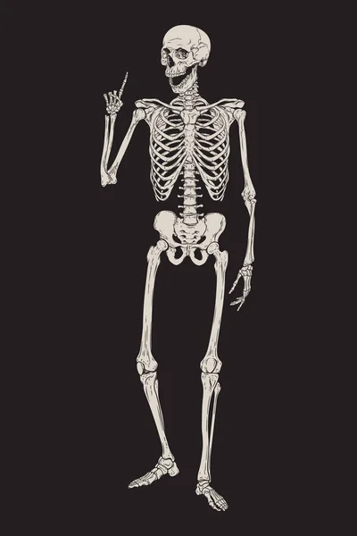 Human skeleton posing isolated over black background vector illustration. Hand drawn gothic style placard, poster or print design. — Stock Vector