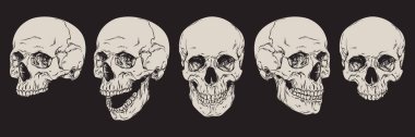 Anatomically correct human skulls set isolated. Hand drawn line art vector illustration clipart