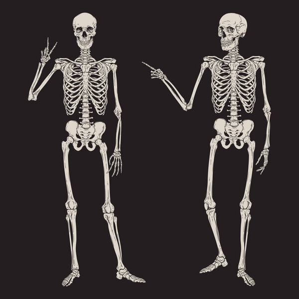 Human skeletons posing isolated over black background vector illustration. Hand drawn gothic style placard, poster or print design.