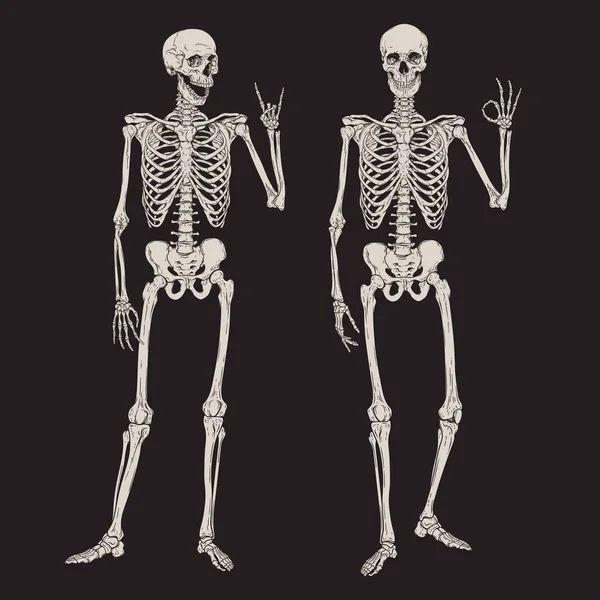 Esqueletos humanos posando aislados sobre ilustración vectorial de fondo negro. Cartel, póster o diseño impreso de estilo gótico dibujado a mano . — Vector de stock