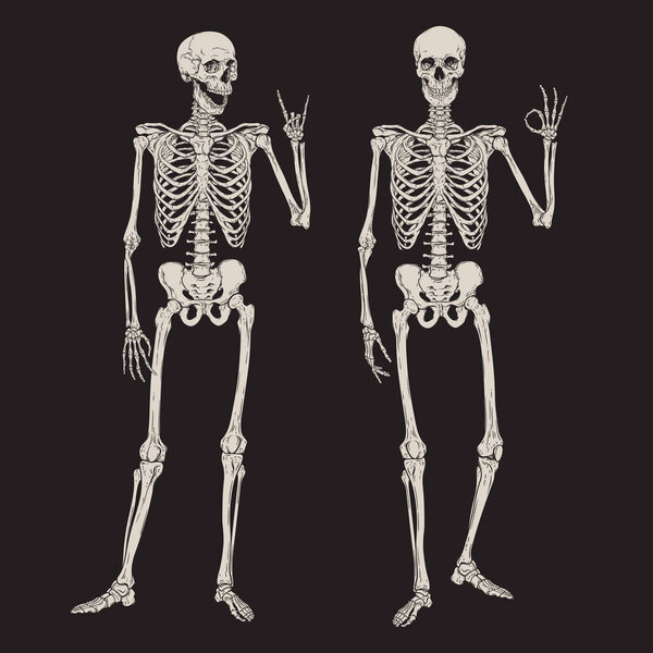 Human skeletons posing isolated over black background vector illustration. Hand drawn gothic style placard, poster or print design.
