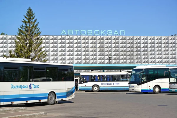 Kalinnigrad Russie Mai 2018 Des Autobus Réguliers Tiennent Près Bâtiment — Photo