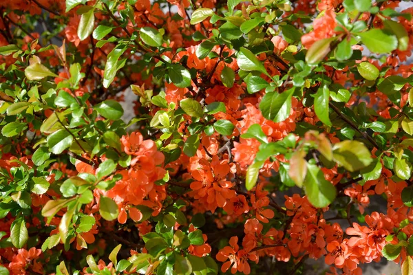 Die Blühende Japanische Quitte Chaenomeles Japonica Thunb Lindl Spach — Stockfoto