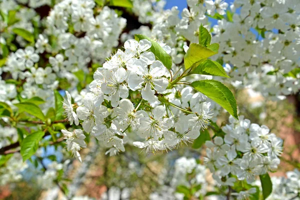 Fiori Bianchi Ciliegio Prunus Subgen Ceraso Primavera — Foto Stock