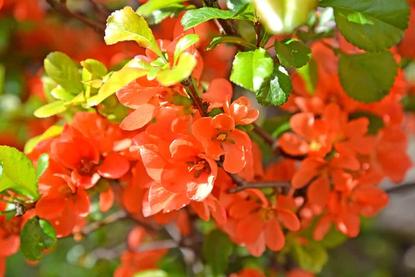Scarlet Λουλούδια Του Ένα Κυδώνι Ιαπωνικά Japonica Κουμκουάτ Thunb Lindl — Φωτογραφία Αρχείου