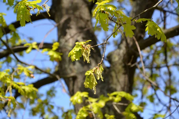 Florecimiento Roble Inglés Quercus Robur — Foto de Stock