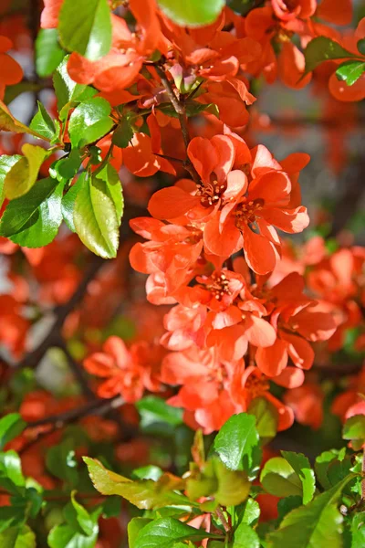 Blüten Einer Japanischen Quitte Chaenomeles Japonica Thunb Lindl Spach — Stockfoto
