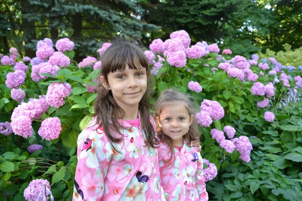Дві Дівчини Тлі Квітучої Гортензії — стокове фото